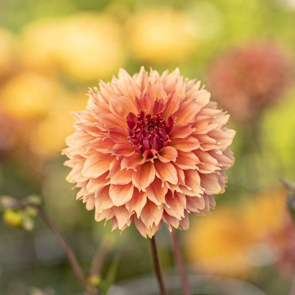Dahlia 'Orange Fubuki'